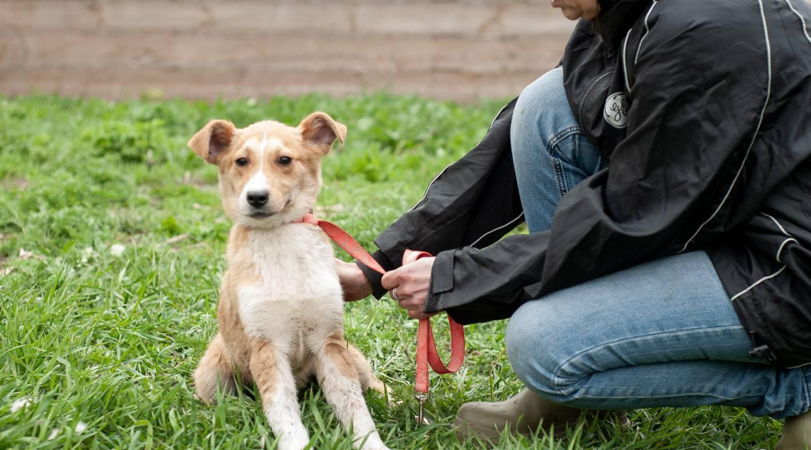 Chiens à adopter